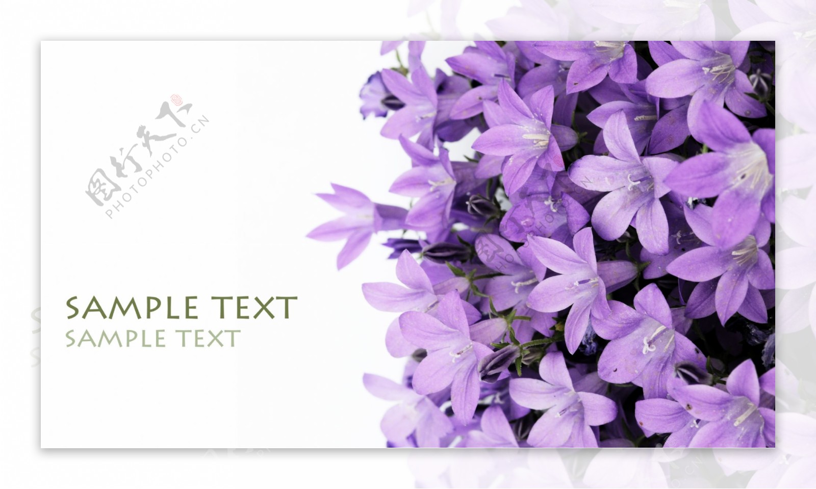 紫色的花素材图片