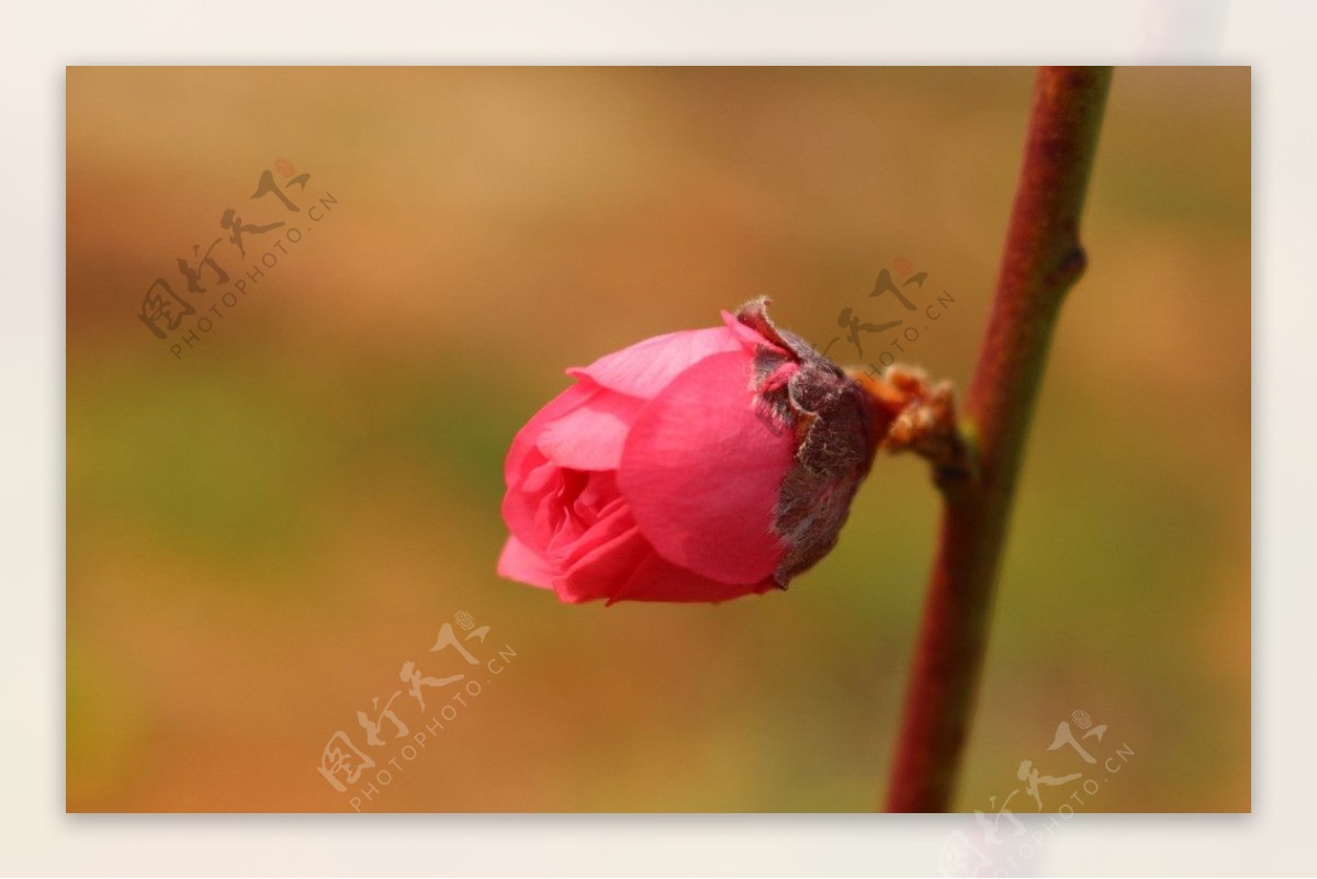 桃花的花蕾图片