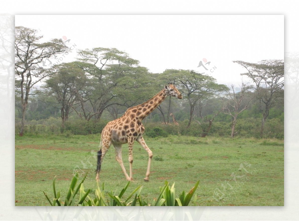 内罗毕野生动物保护区图片