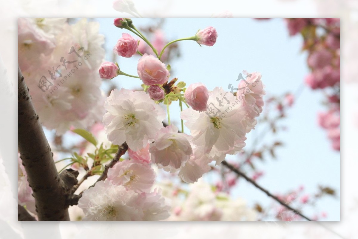 四月公园里的桃花开放图片
