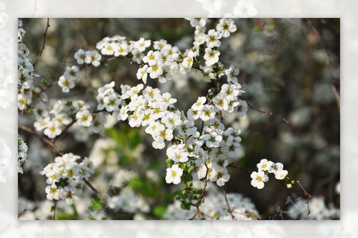 小白花白色花图片