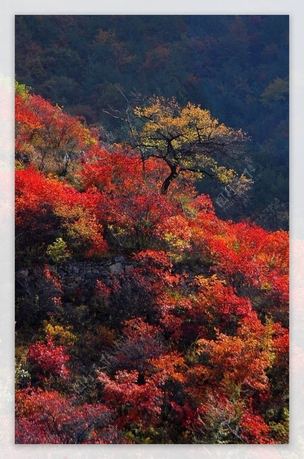 太行山秋色图片