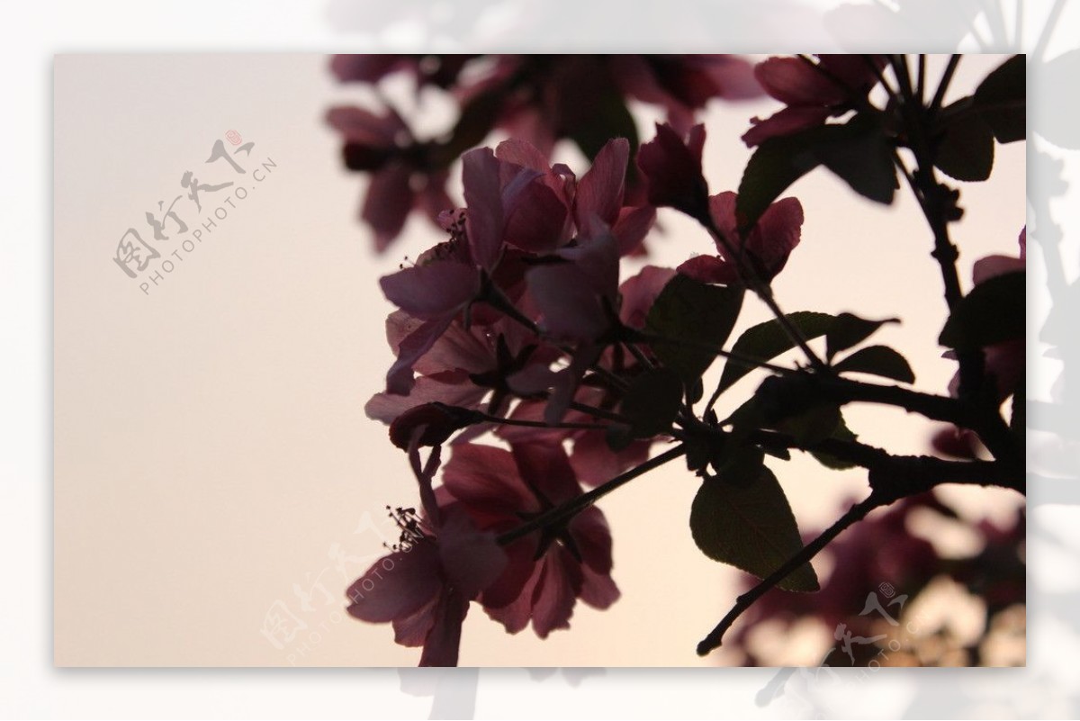 夕阳下的海棠花图片