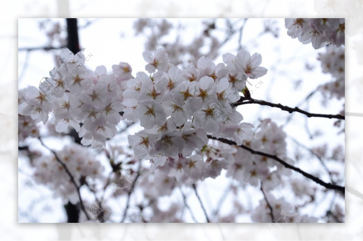 白樱花图片