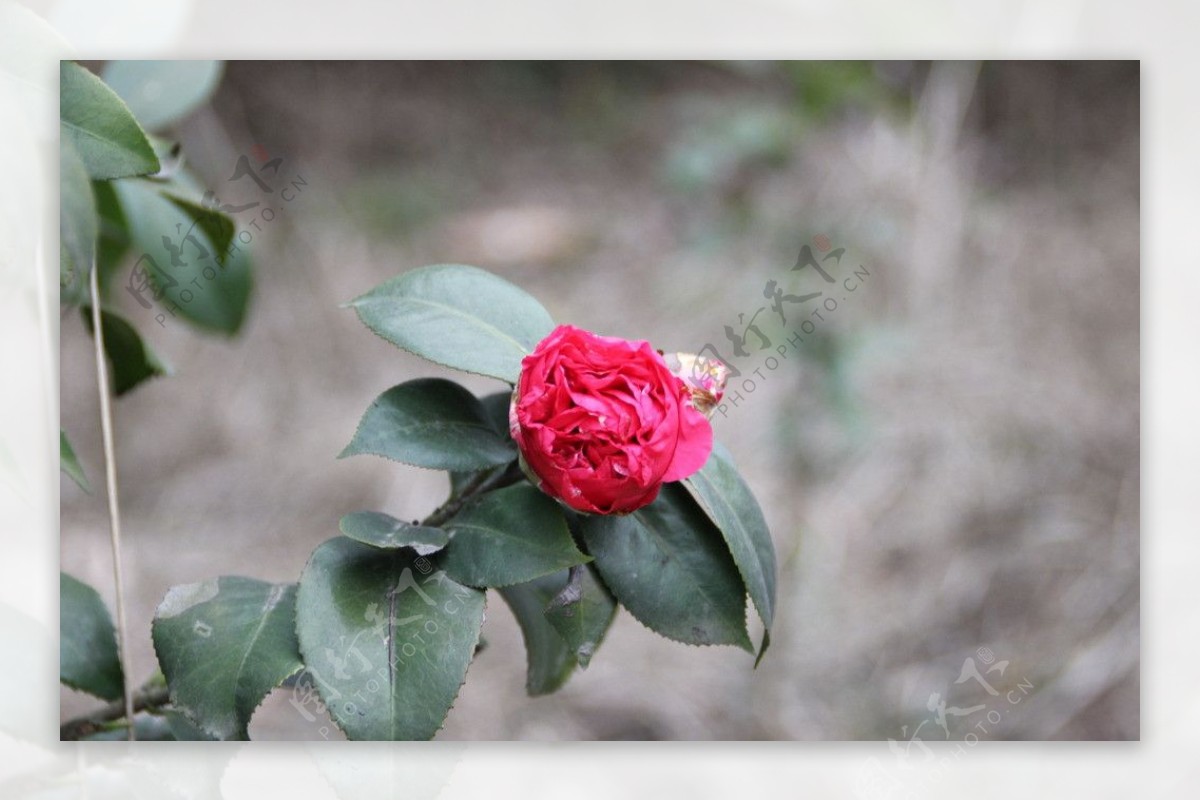 茶花图片