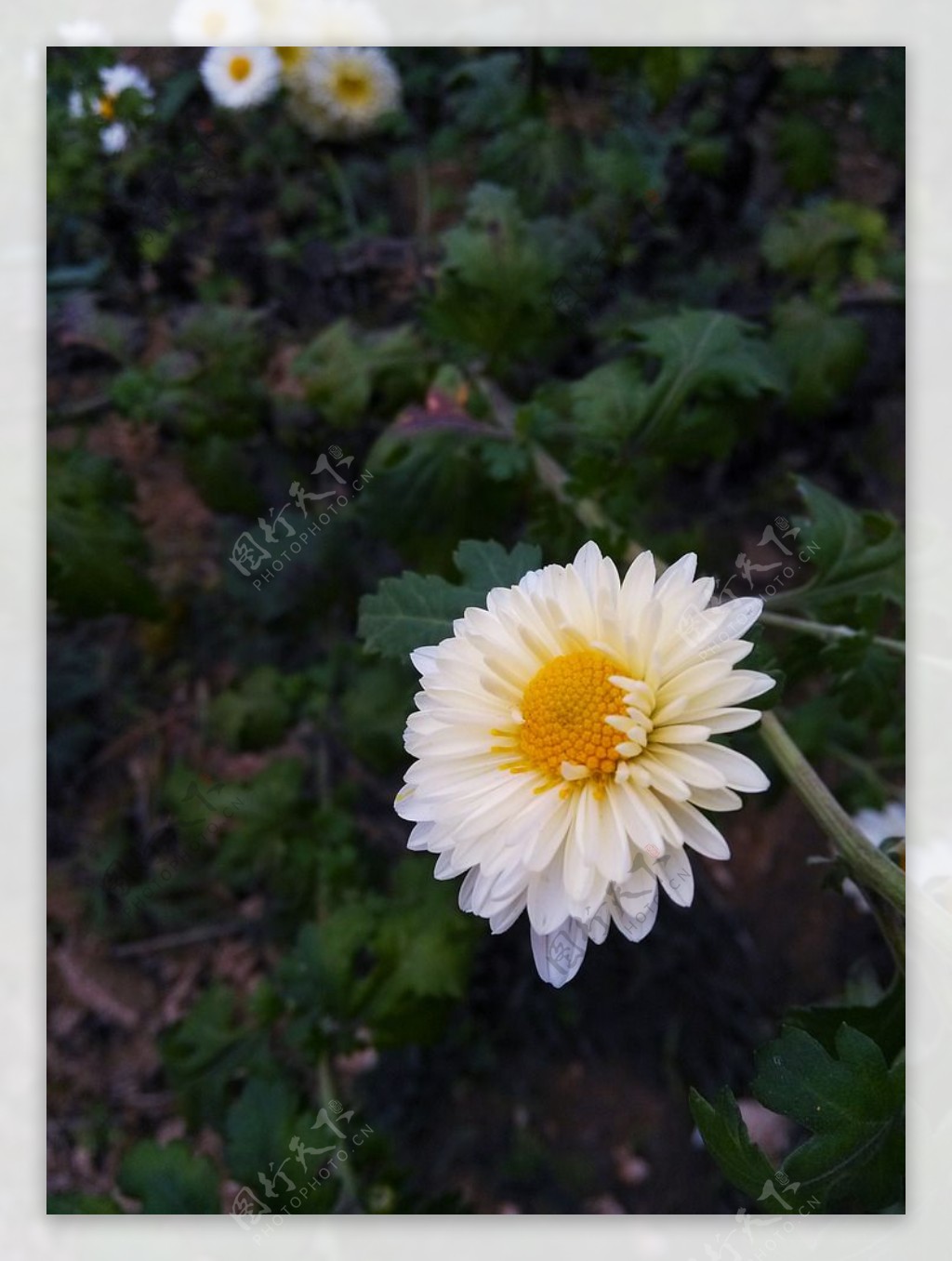 菊花白色单支图片