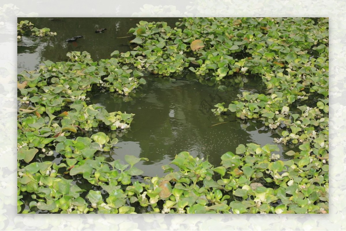 水葫芦图片