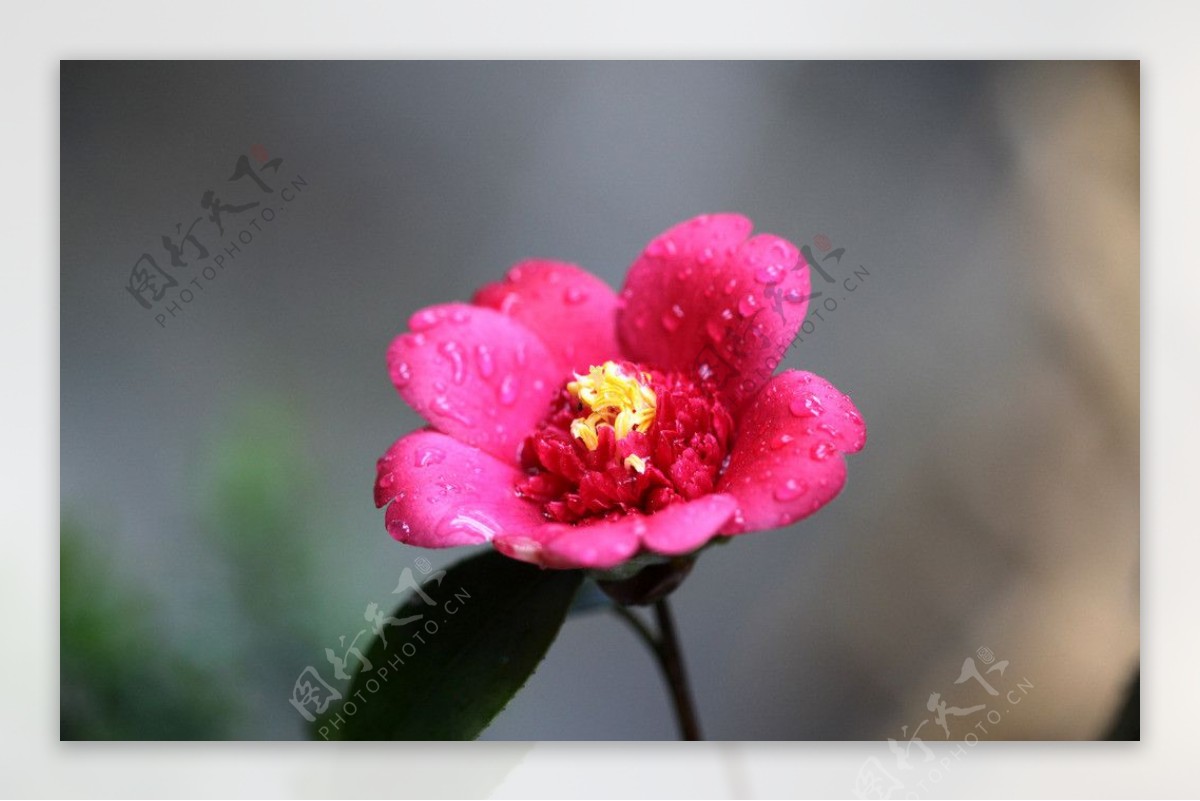 红山茶花图片