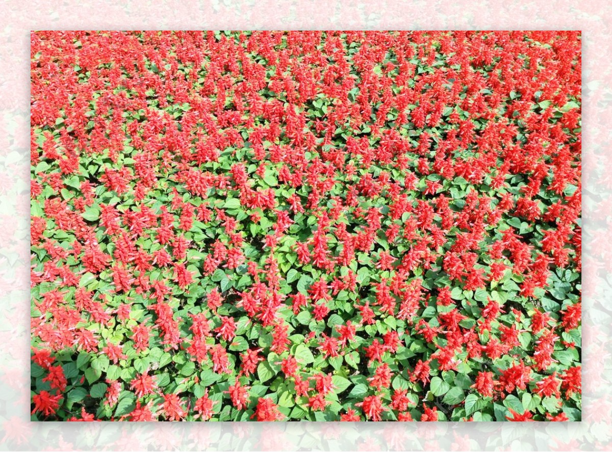 一串红花图片
