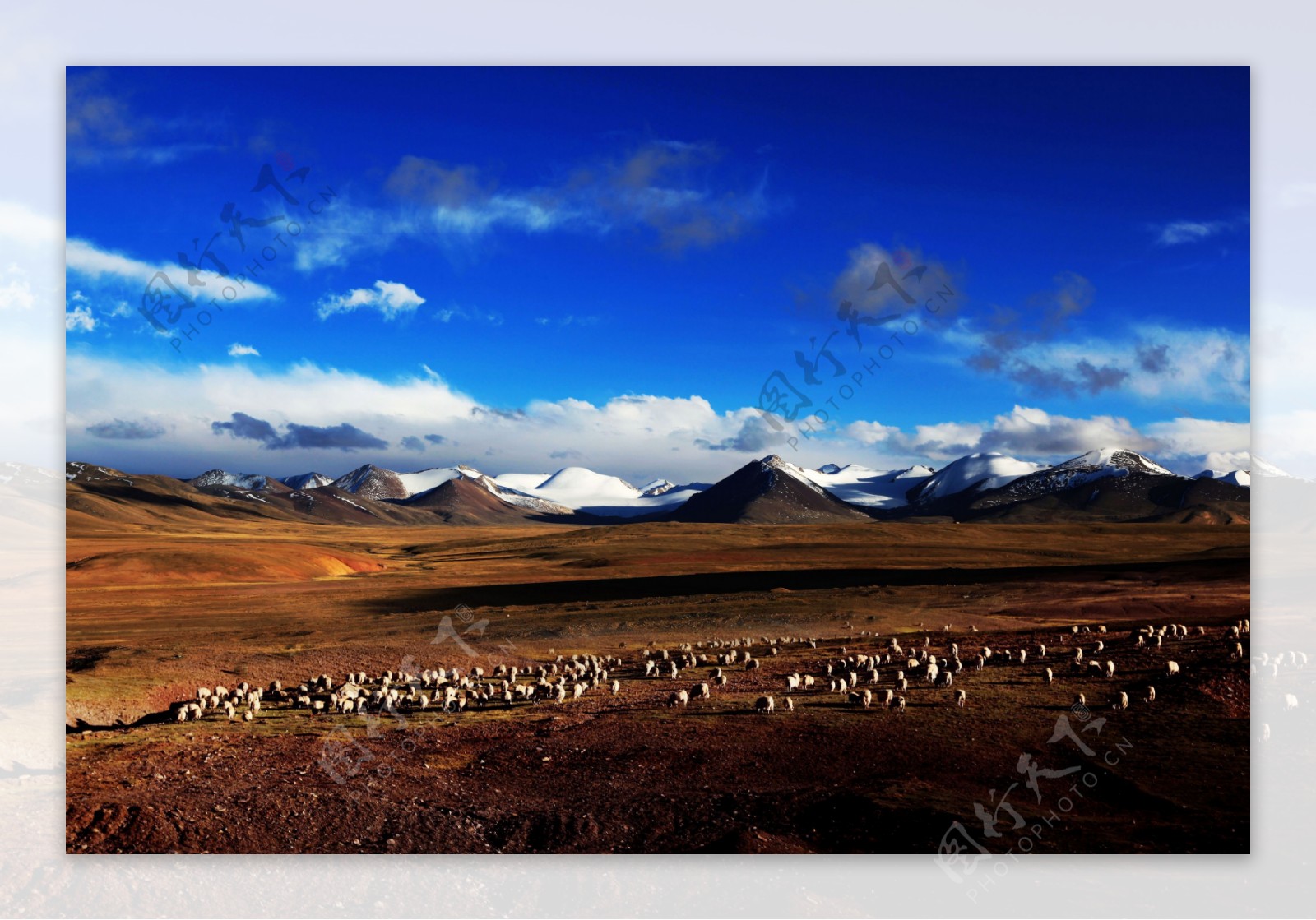 雪山羊群蓝天白云图片