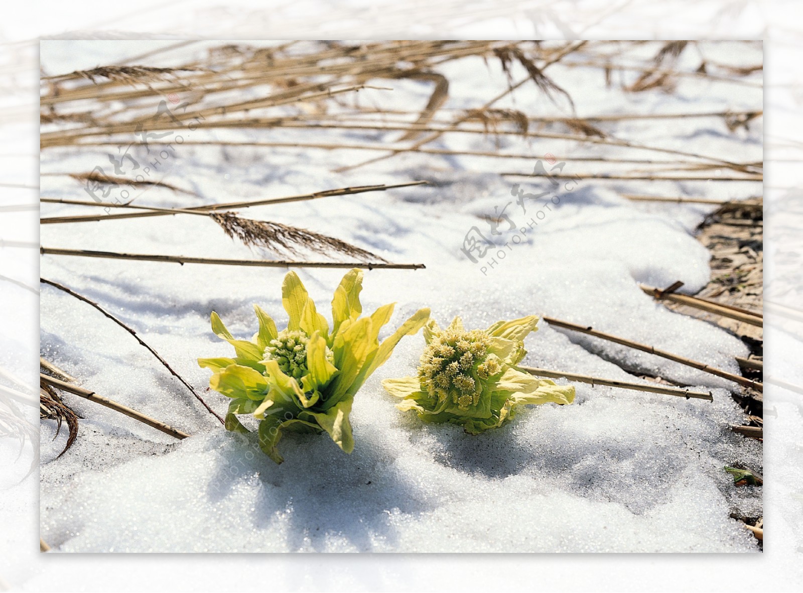 雪莲花高清图片