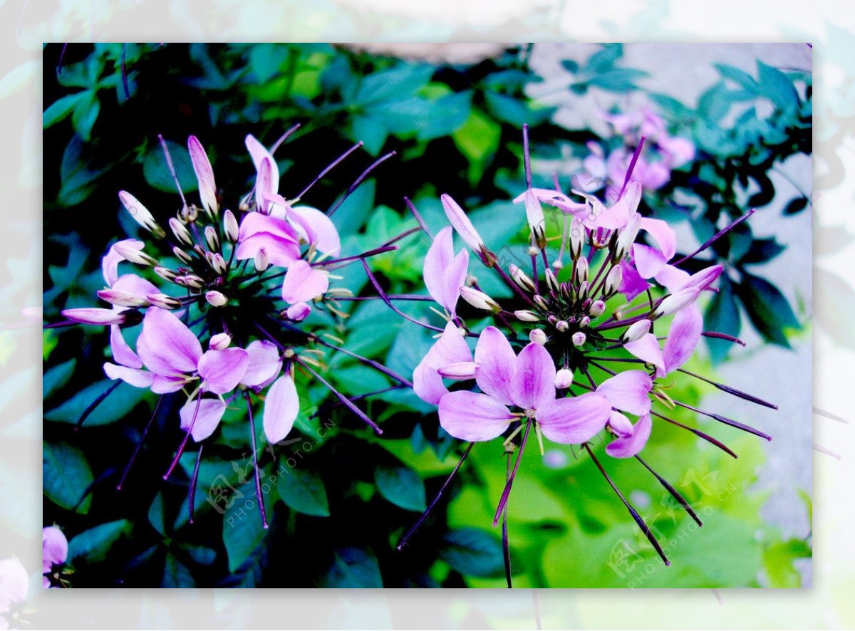 紫色醉蝶花图片