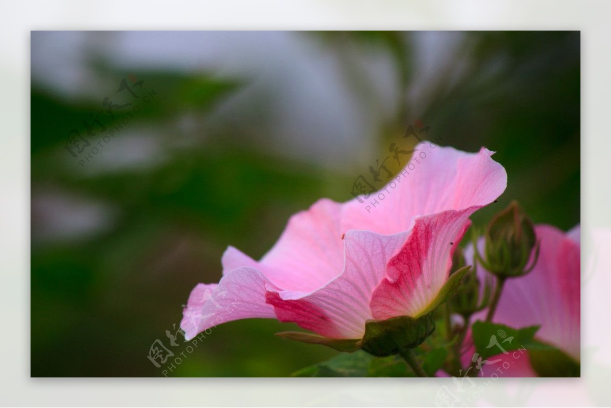 木芙蓉花图片