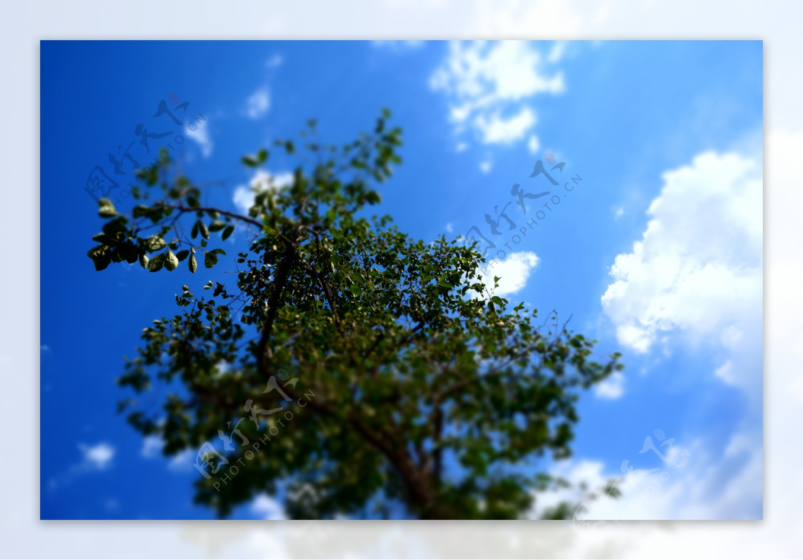 蓝天白云树图片