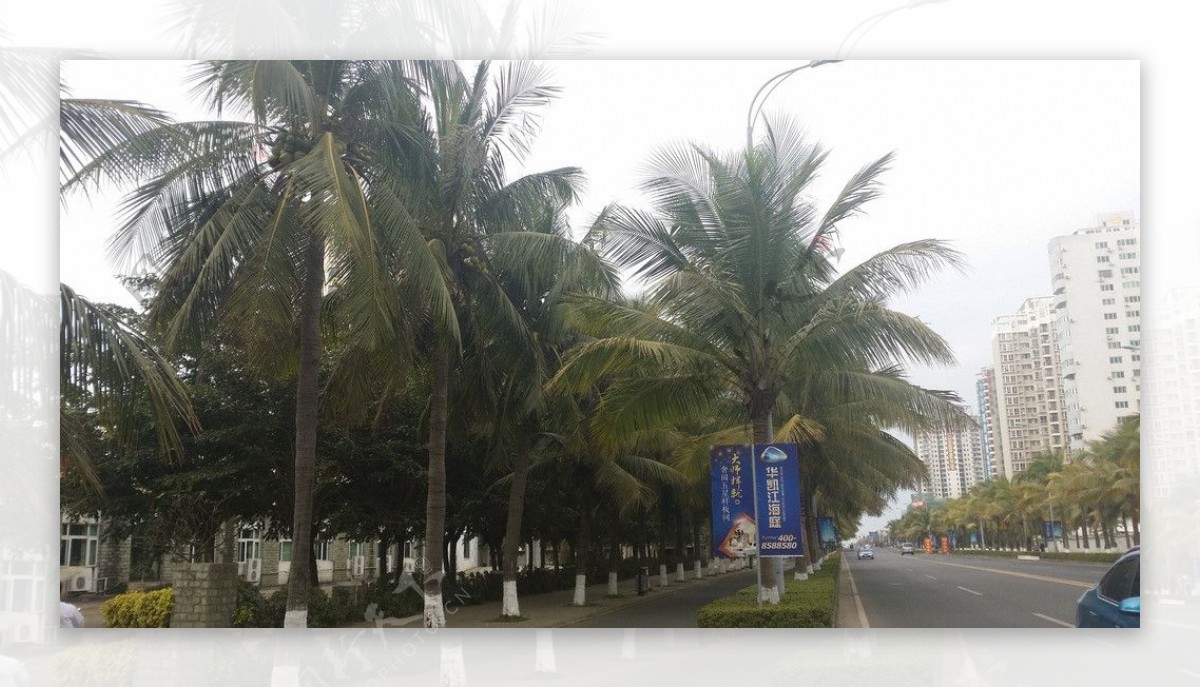 海口街道2月的椰子树图片