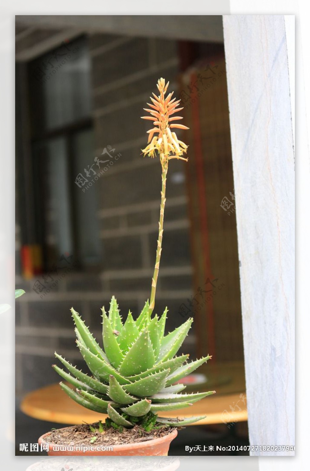 芦荟开花图片