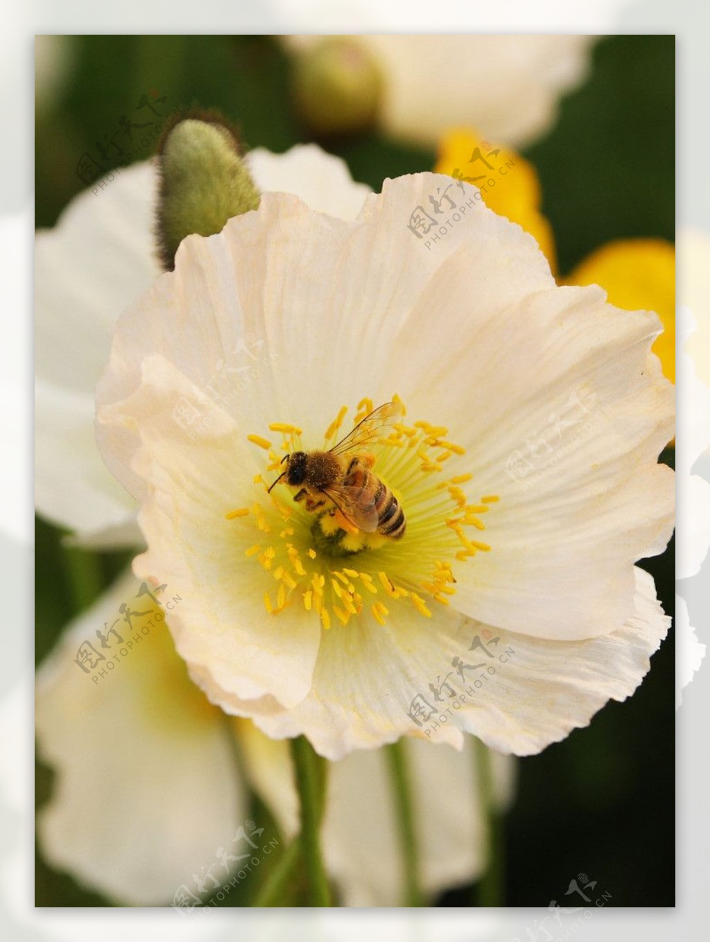蜜蜂采蜜高清大图图片