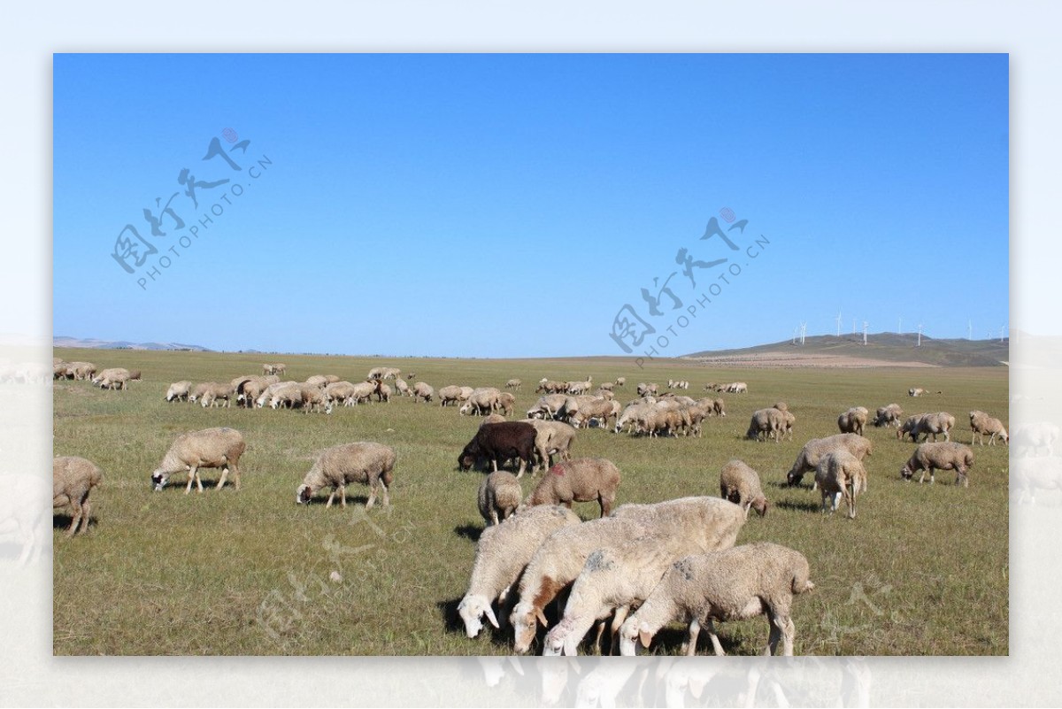 工作的羊群图片