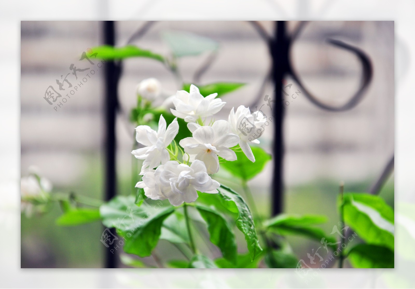 盛开的茉莉花图片