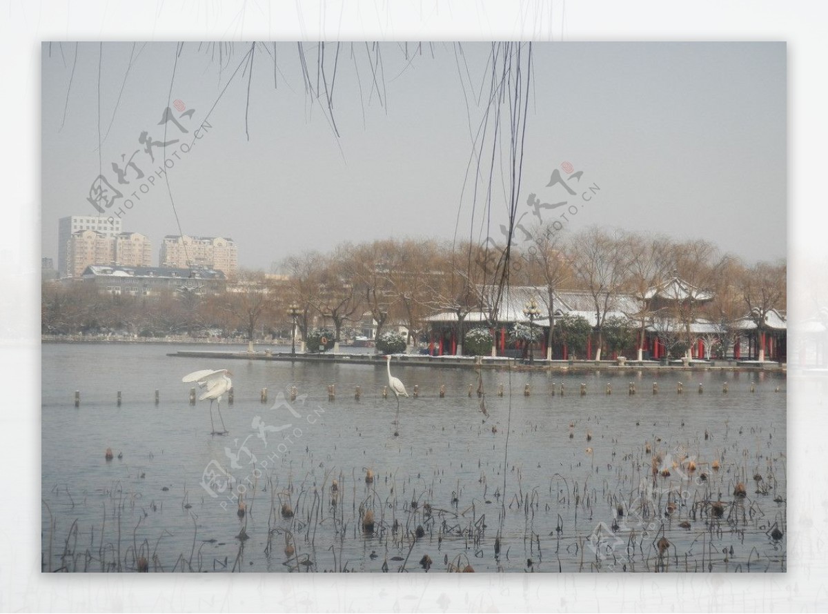 大明湖风景图图片