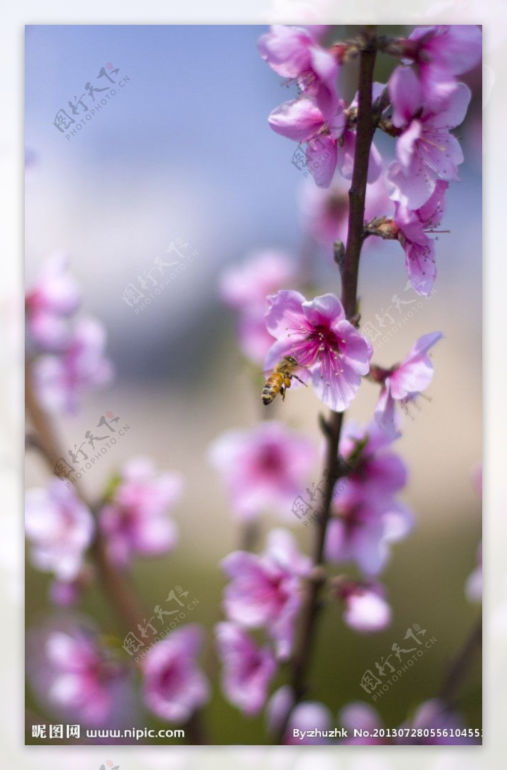 蜂和花图片