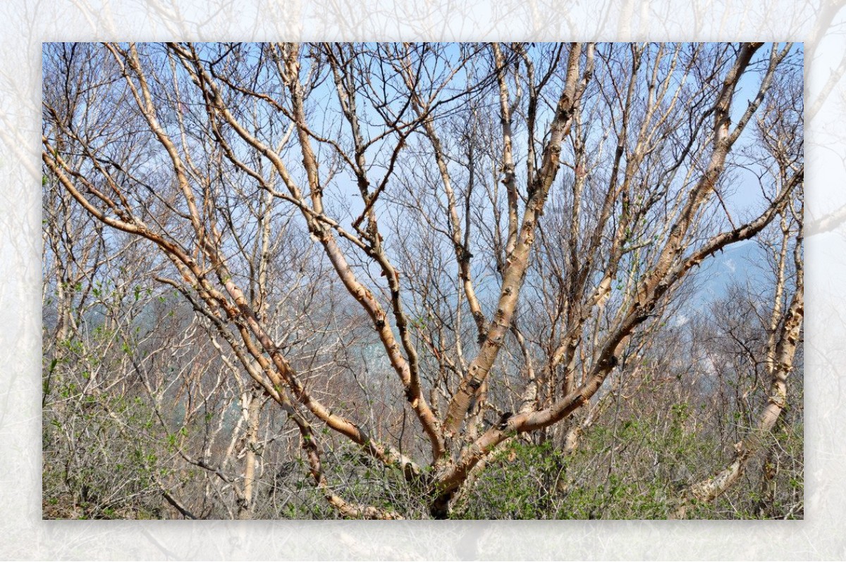 红桦树图片