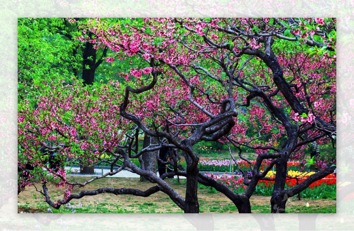 桃花桃树北京图片