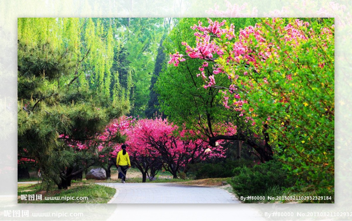 桃花桃树红花图片