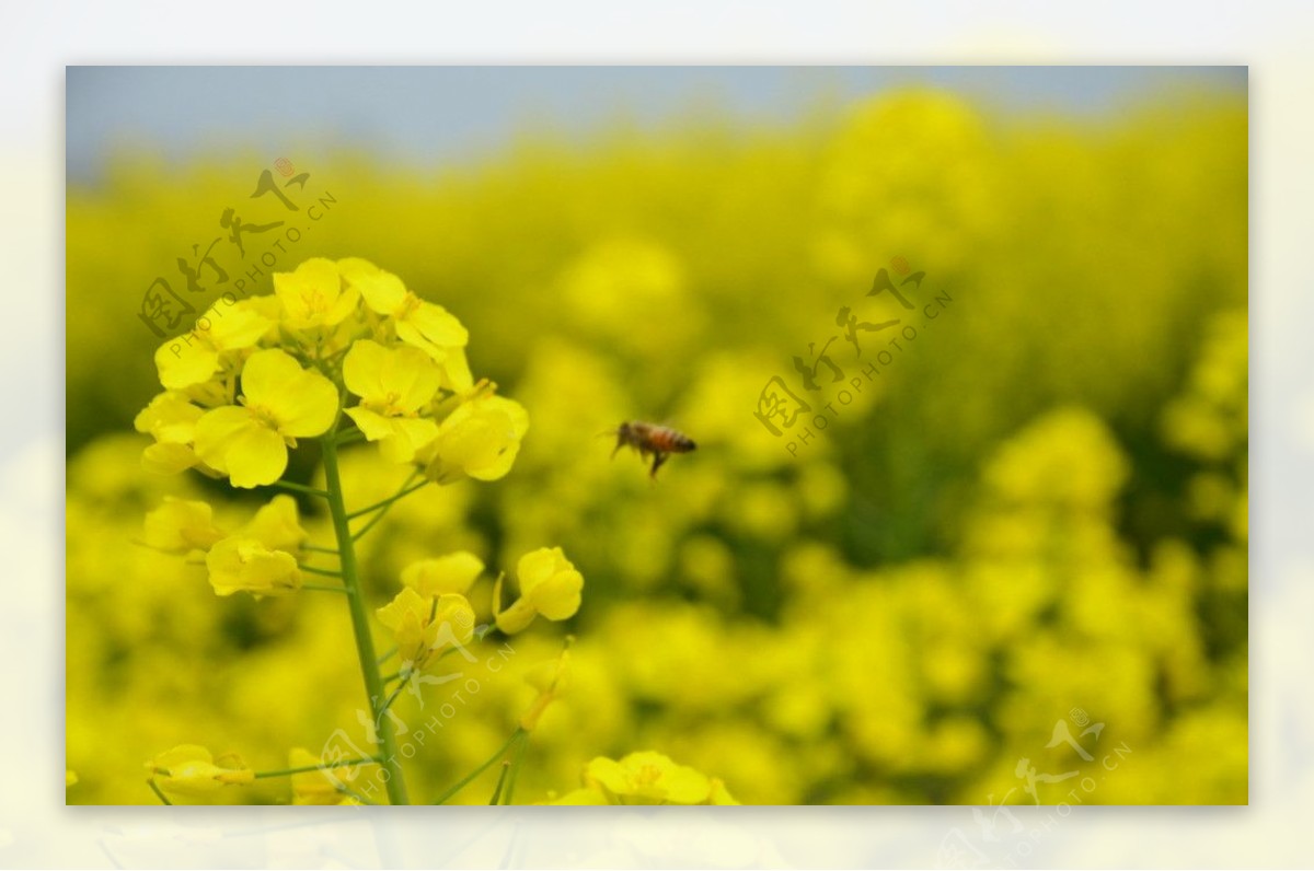 兴化油菜花图片