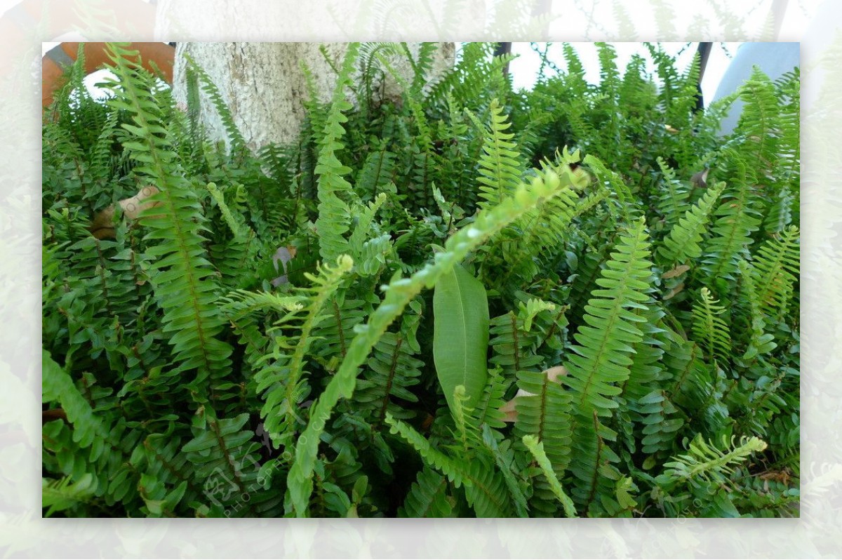 绿色植物灌木丛图片