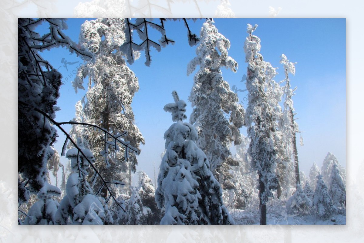 雪景雪树图片