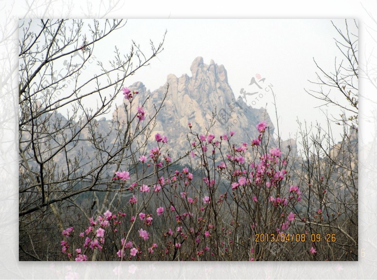 杜鹃花图片