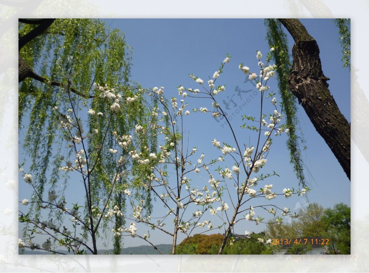 鲜花图片