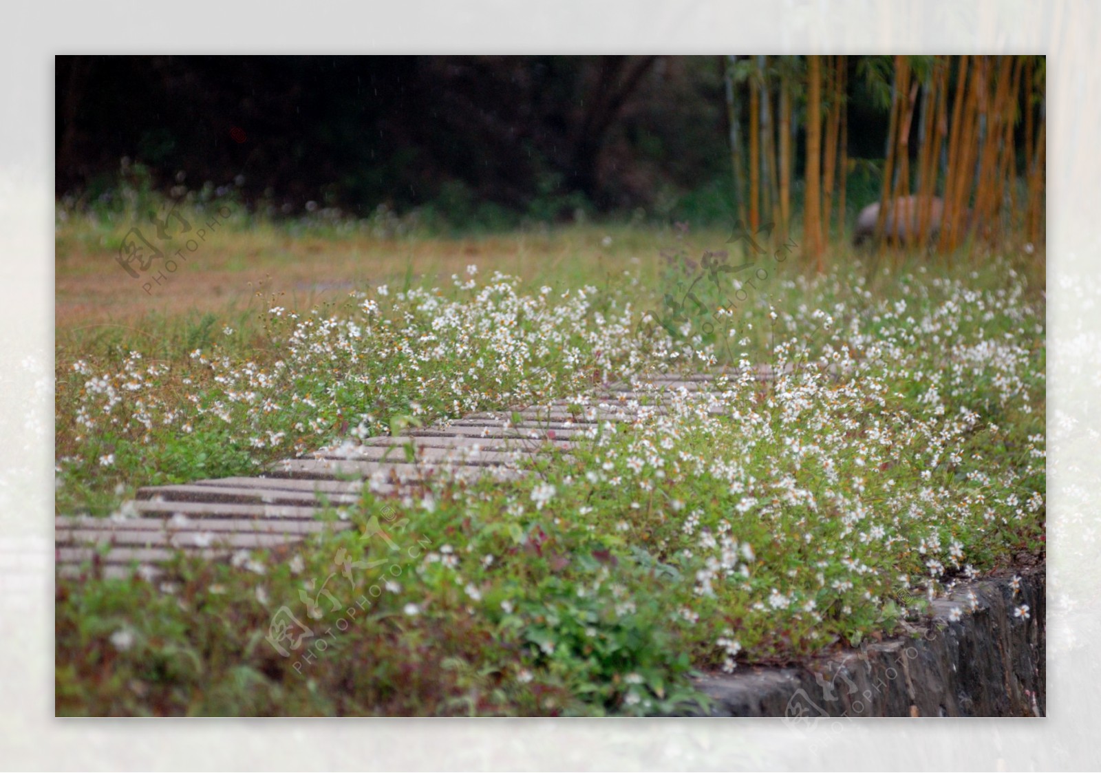 深冬花园图片