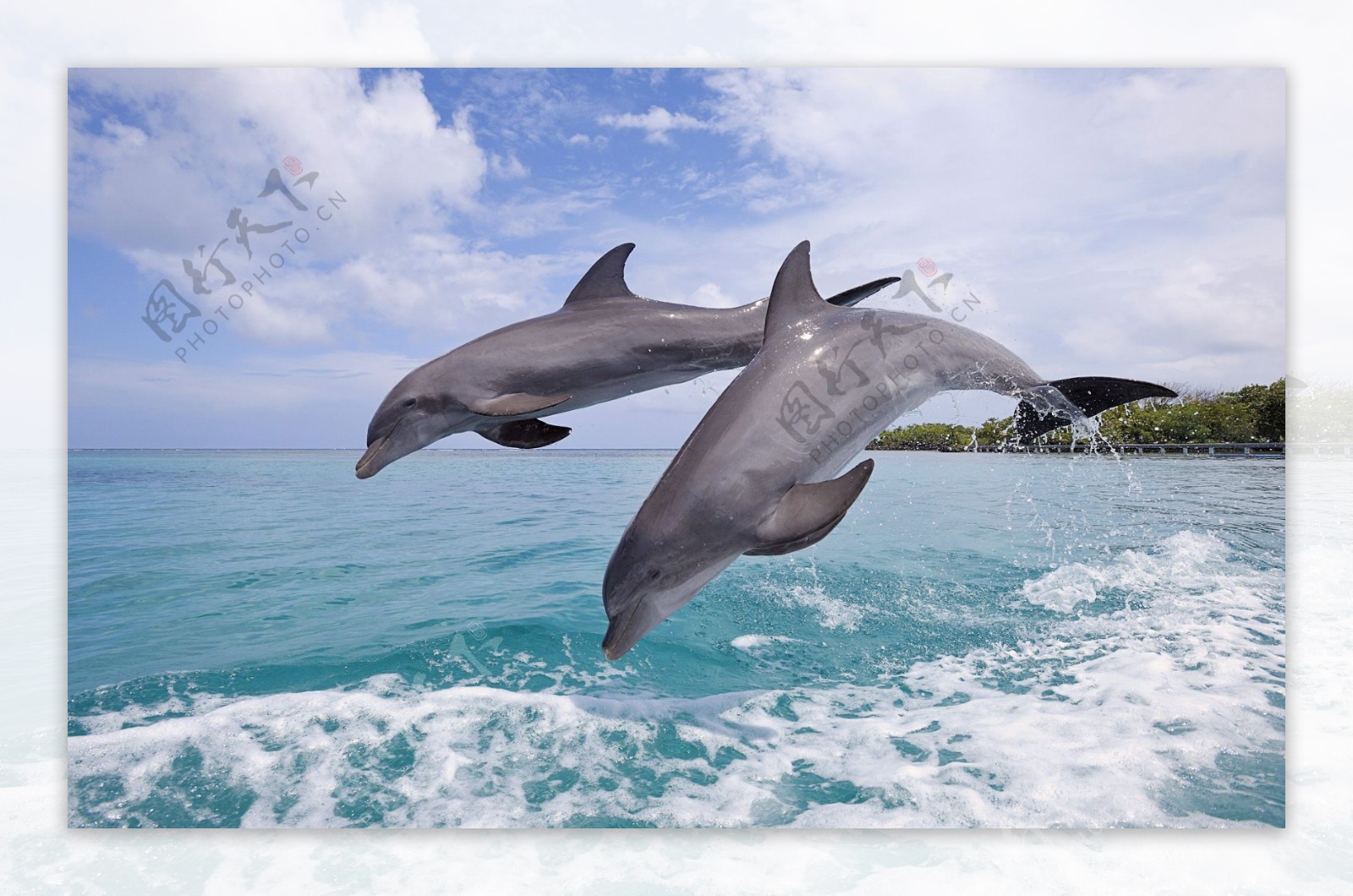 跳跃海豚图片