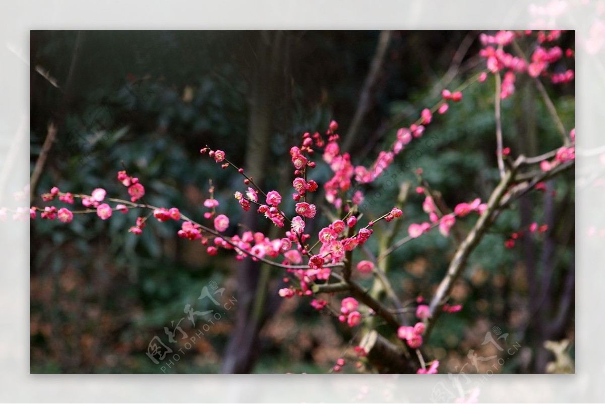 梅花梅园无锡梅花图片