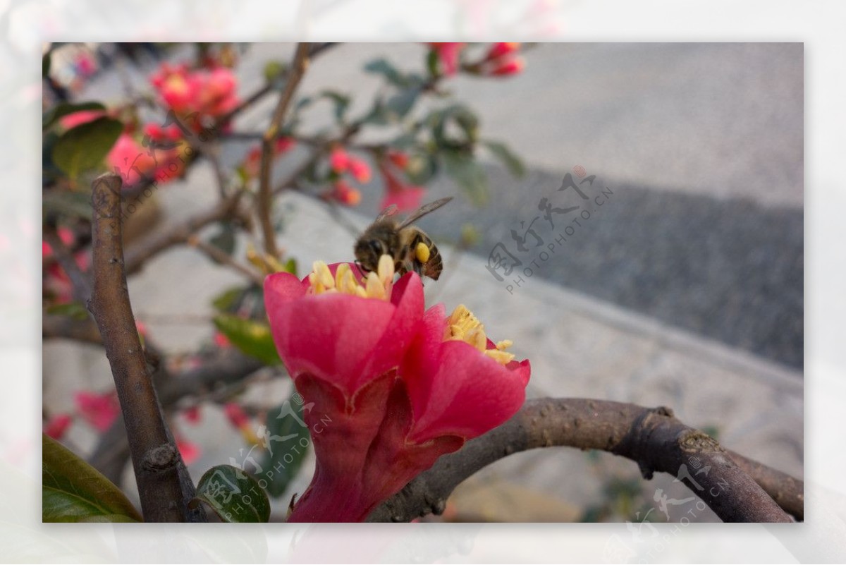 海棠花蜜蜂图片