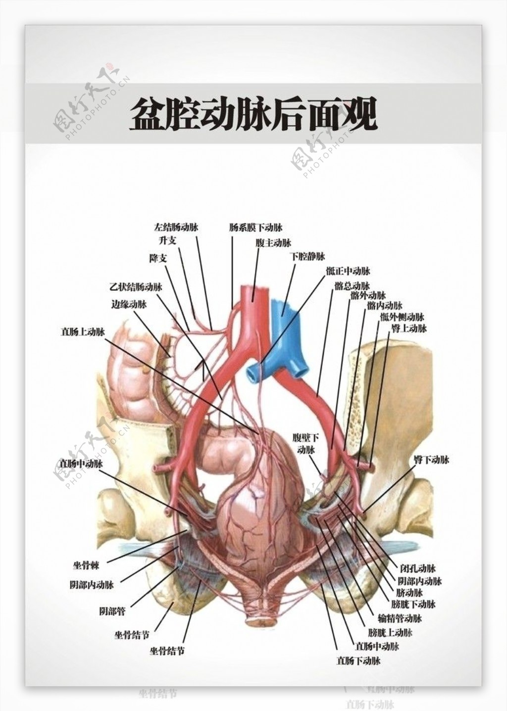 肛肠科科普知识挂图图片