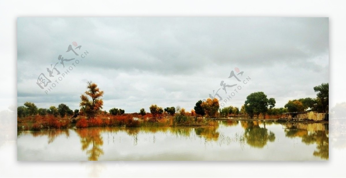 塔里木河畔的胡杨图片