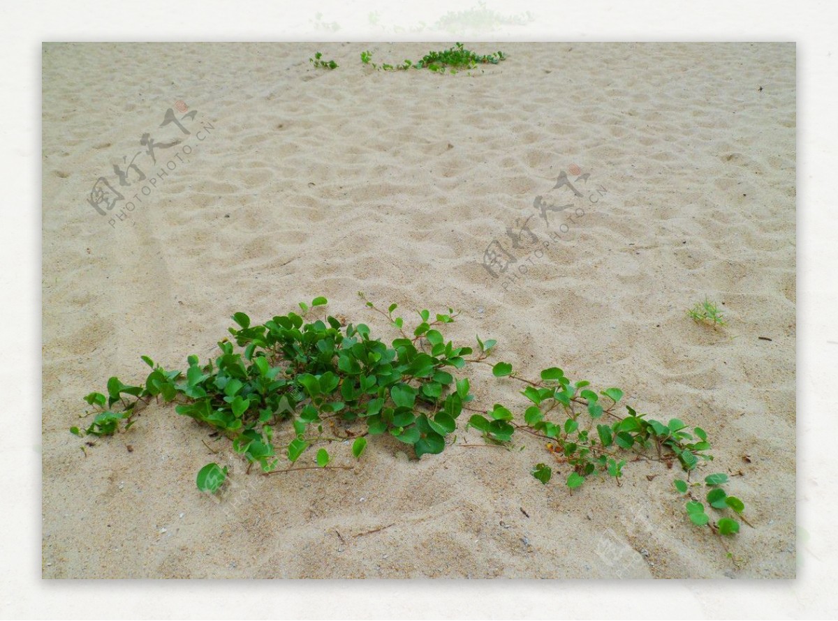 海岸沙漠植物图片