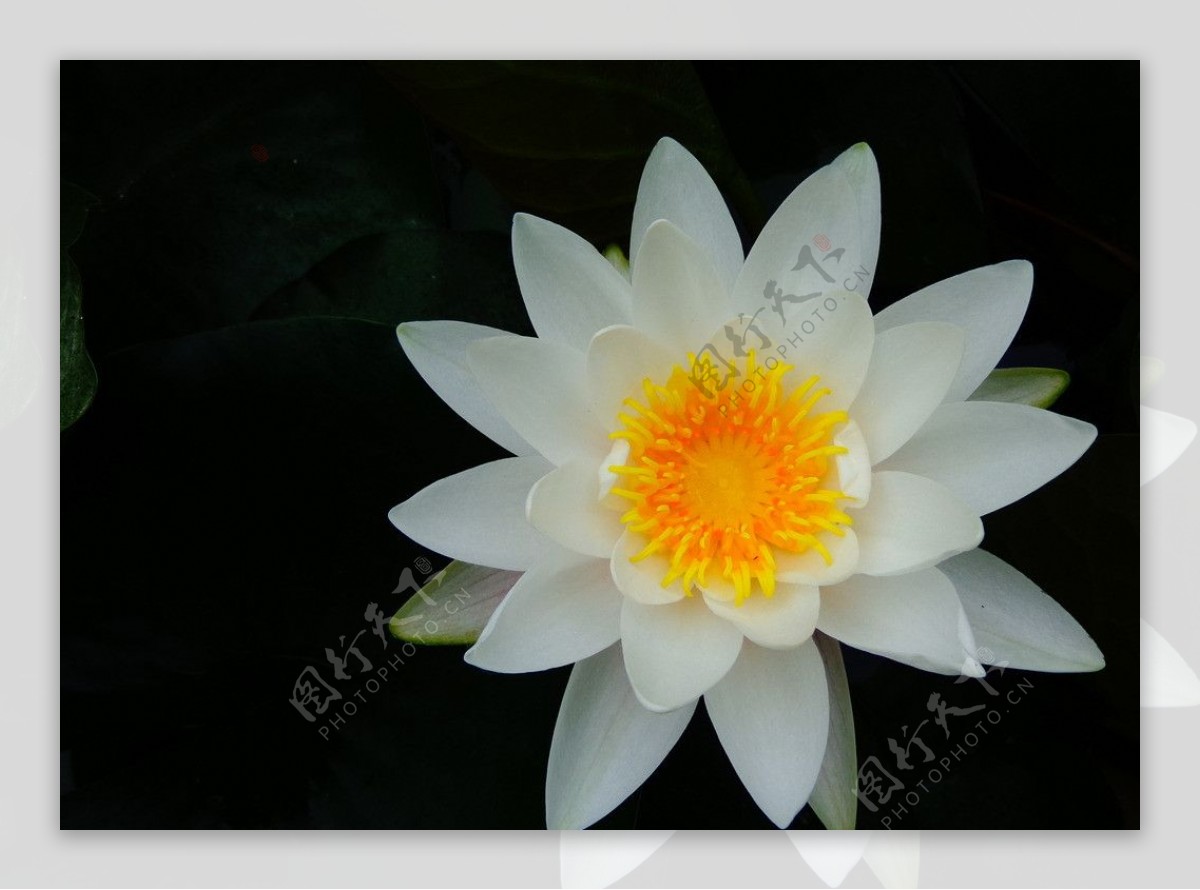莲花 花 白色的花 - Pixabay上的免费照片 - Pixabay