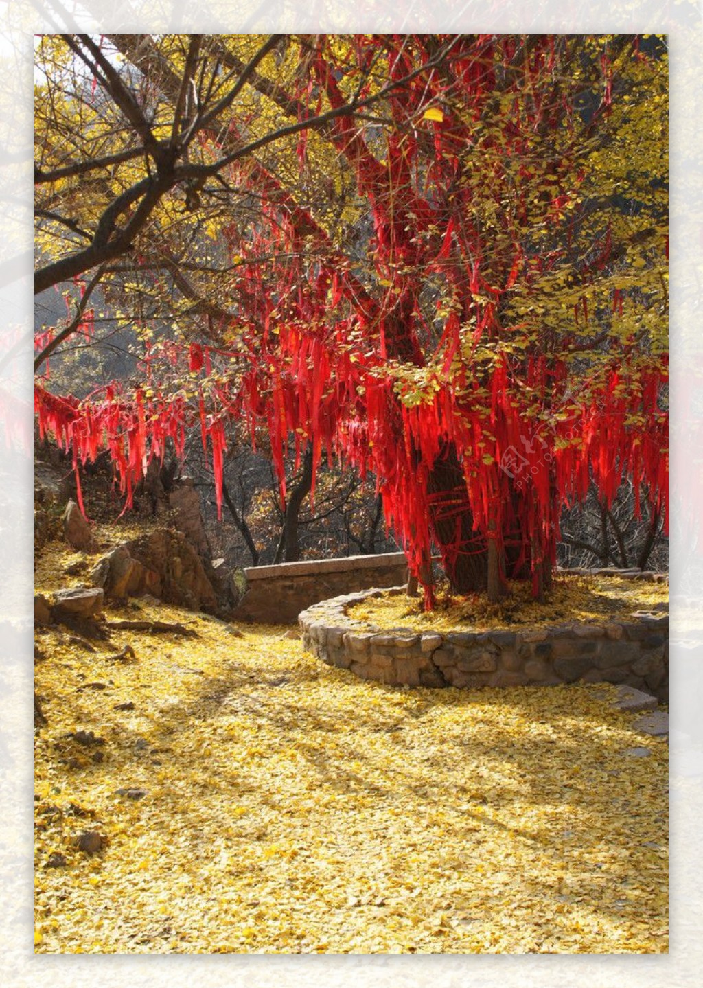 色彩秋季金黄红色图片