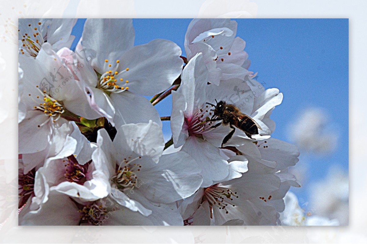 桃花与小蜜蜂图片