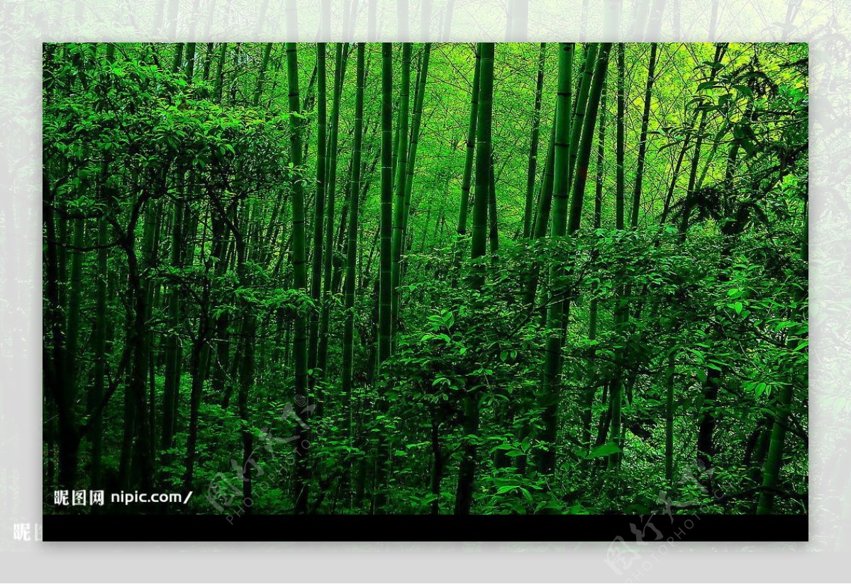 黄山悴竹图片