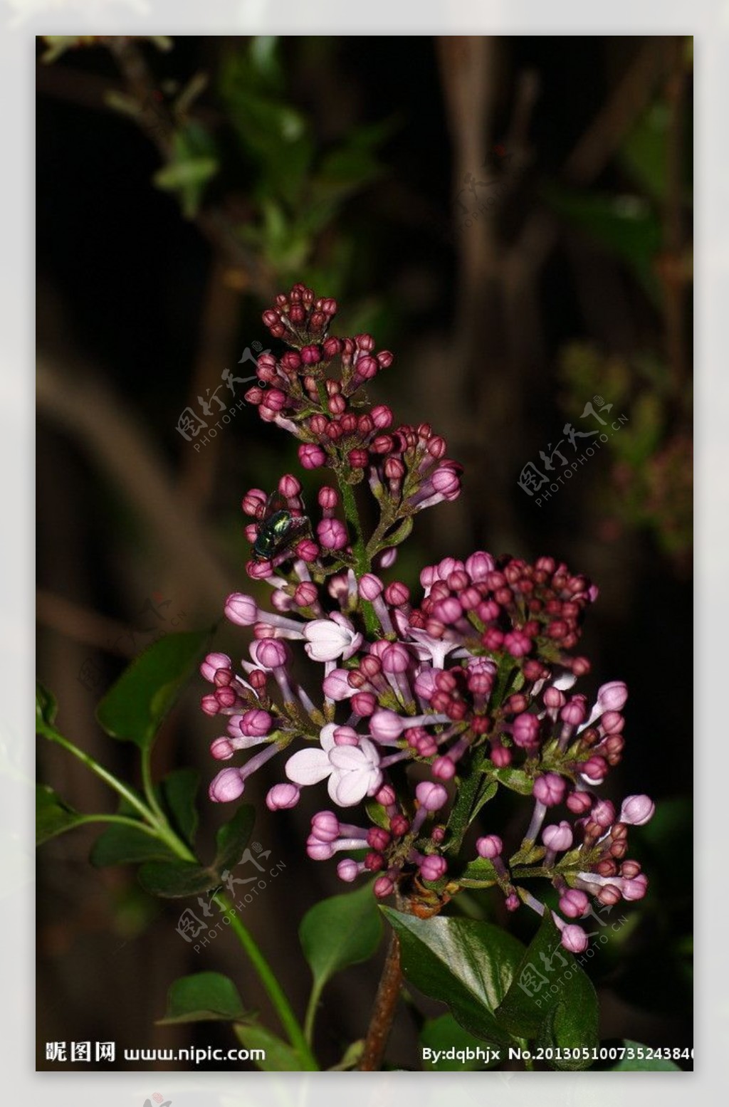 丁香花图片