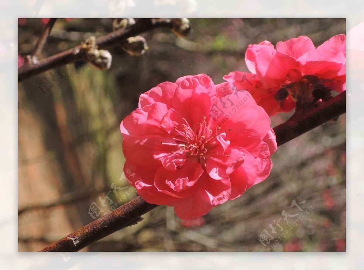 桃花特写图片