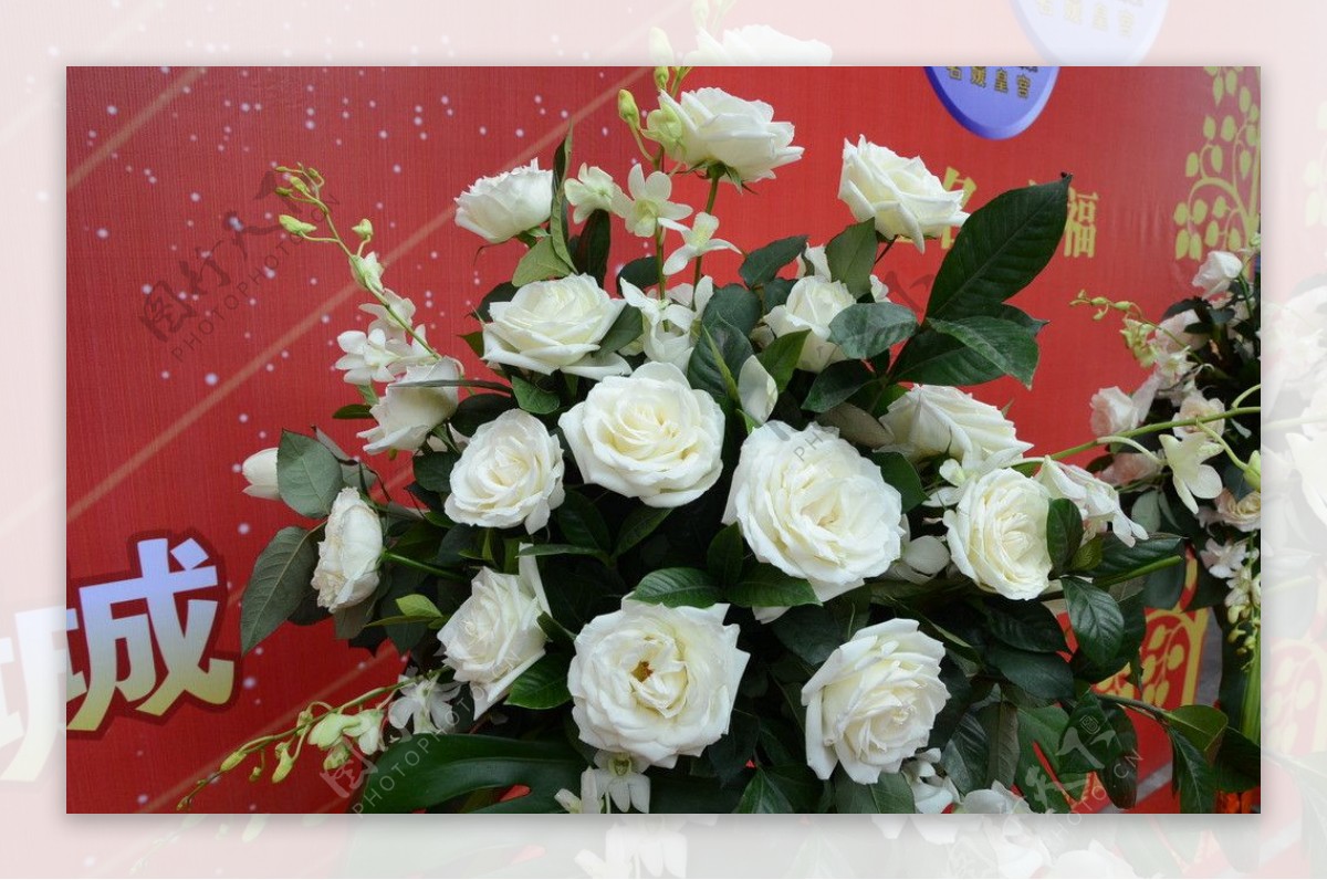 白玫瑰花柱图片