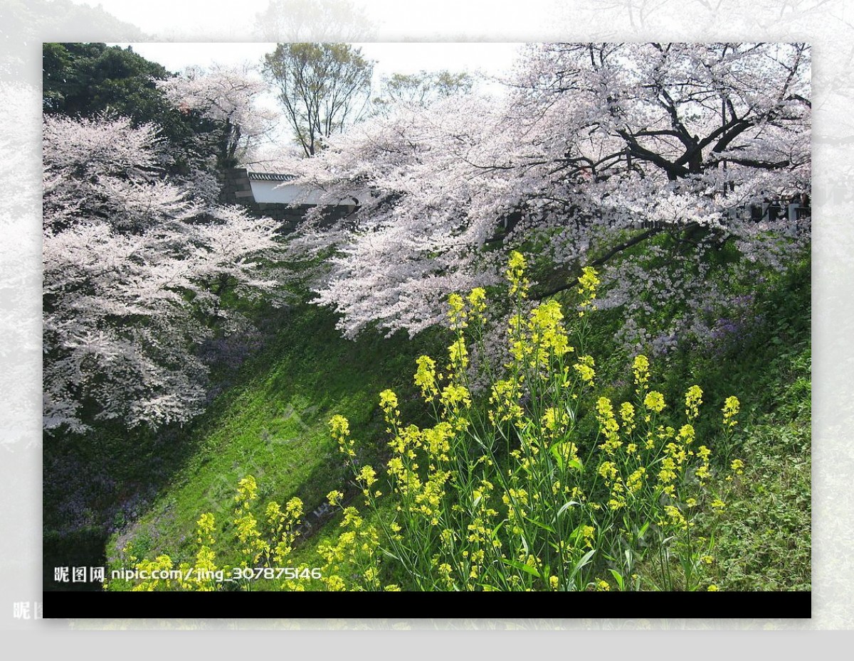 樱花季节图片