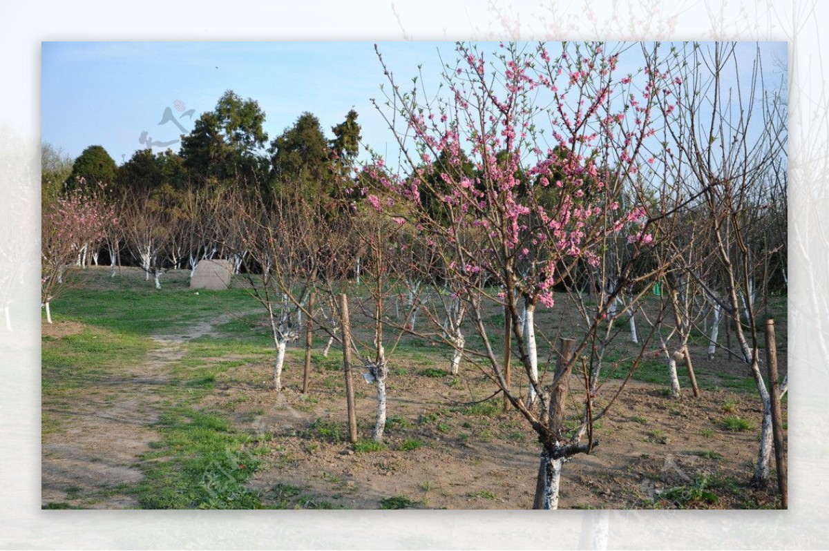桃花桃树图片
