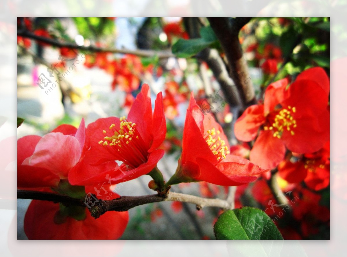 海棠花红色图片